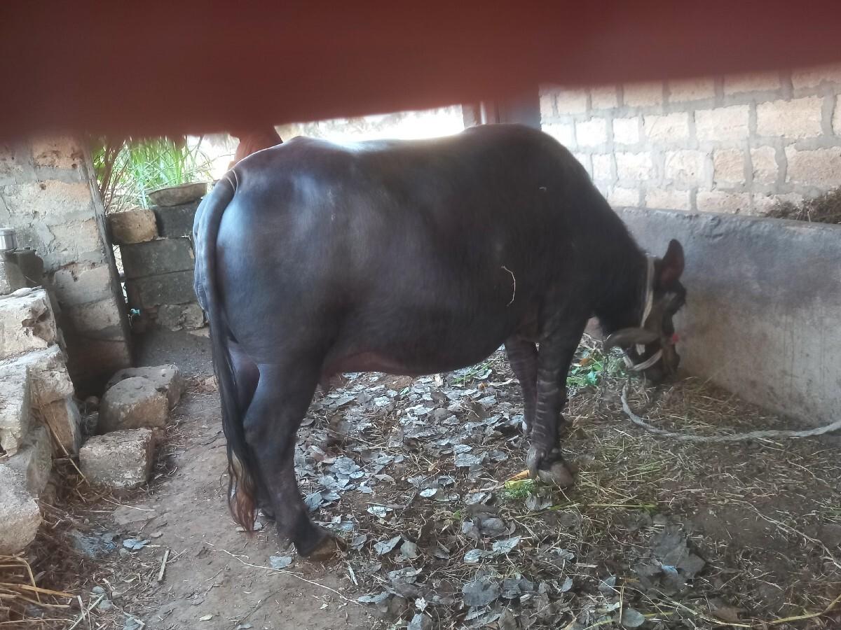 થંબનેલ 2