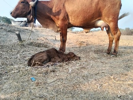 વેચવા ની છે