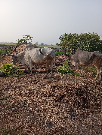 थंबनेल 2