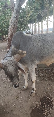 બળદ વેચવા નો છે