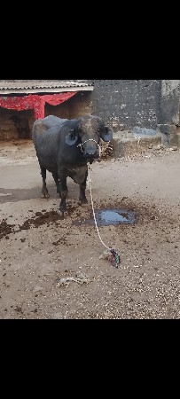 ખડેલી વેચવાની છે