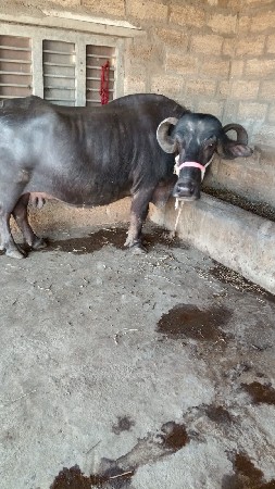 थंबनेल 3