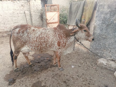 ગાય વેચવાની છે