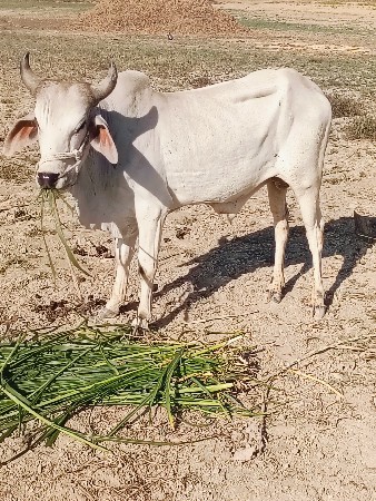 બળદ વેચવાનો છે