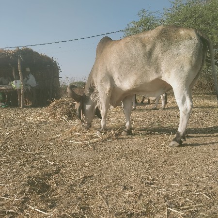 બળધ વેચવાનો છે