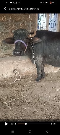 ભેંશ વેશવા ની છે