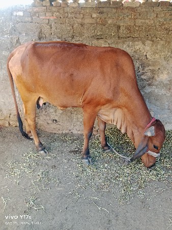 ગાય વેચવાની છે