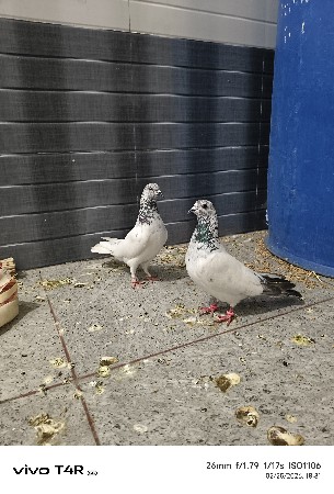 थंबनेल 3