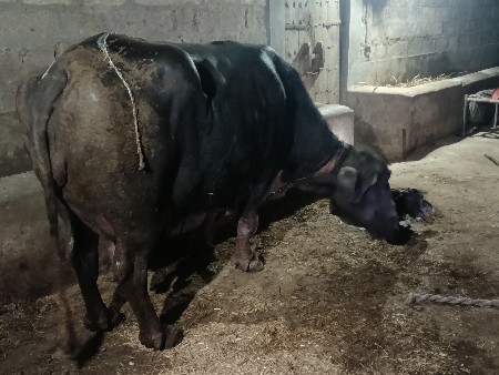 थंबनेल 2