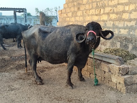 ભેસ વેચવાની શે