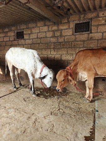 વેચવાની છે