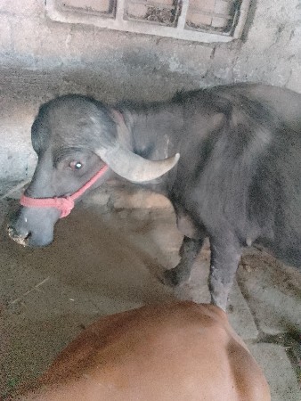 ભેંસ veshvani સે