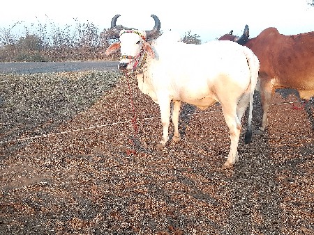 બળદ વેચવાના છે