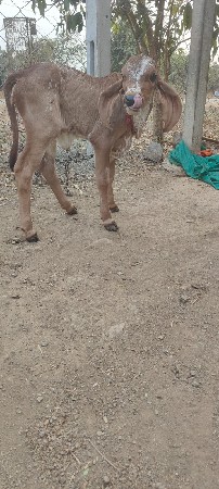 थंबनेल 4