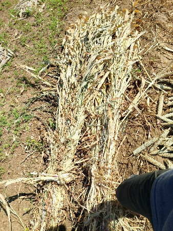 ત્રણ વીઘા