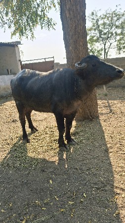 થંબનેલ 3