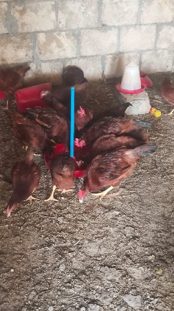 થંબનેલ 3