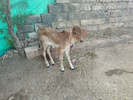 थंबनेल 2