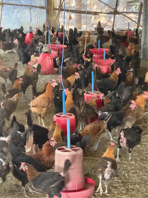 દેસી મરઘી