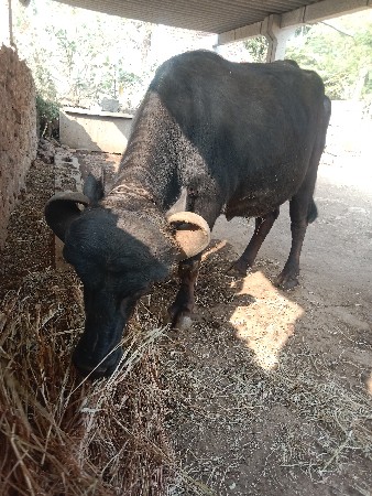 વેચવાની છે