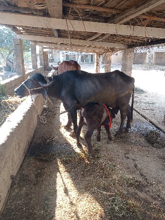 ખડેલી વેચવાની છે