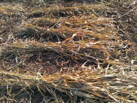 વેચવાની