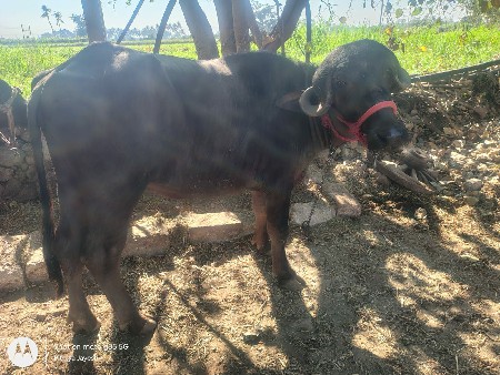 थंबनेल 3