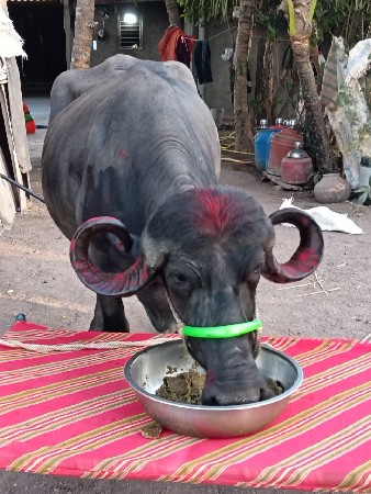 थंबनेल 2