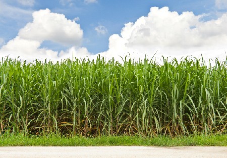 શેરડી વેચવાની છે