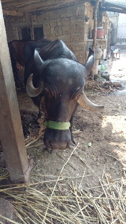 બીજા વેતર ની ખડેલી વેચવાની છે