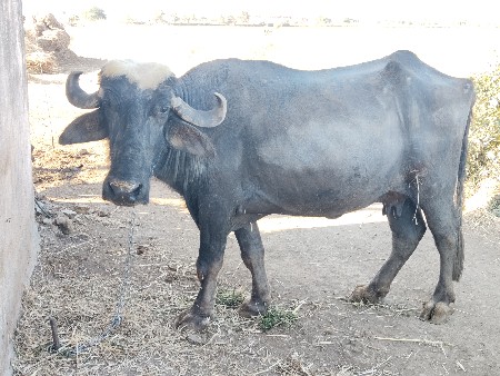 थंबनेल 2