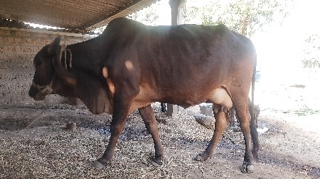 ગાય વેચવાની છે