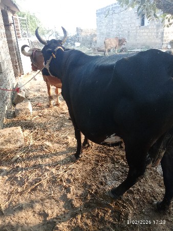 ગાયું આપવાની શે