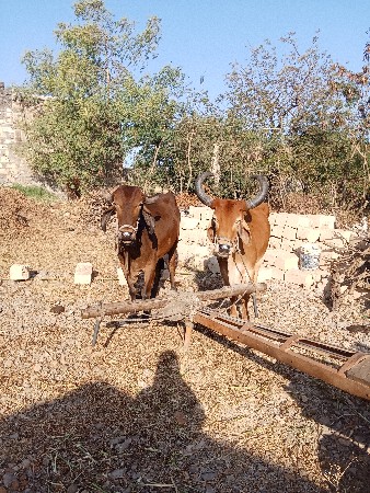 ત્રીજી વાણી નો બળદ