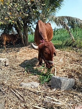 थंबनेल 2