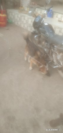 આ કીતરાનુ શાટુ કરવાનૂશે