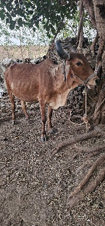 थंबनेल 2