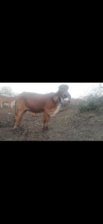 વાછડી વેચવાની છે