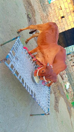 થંબનેલ 2