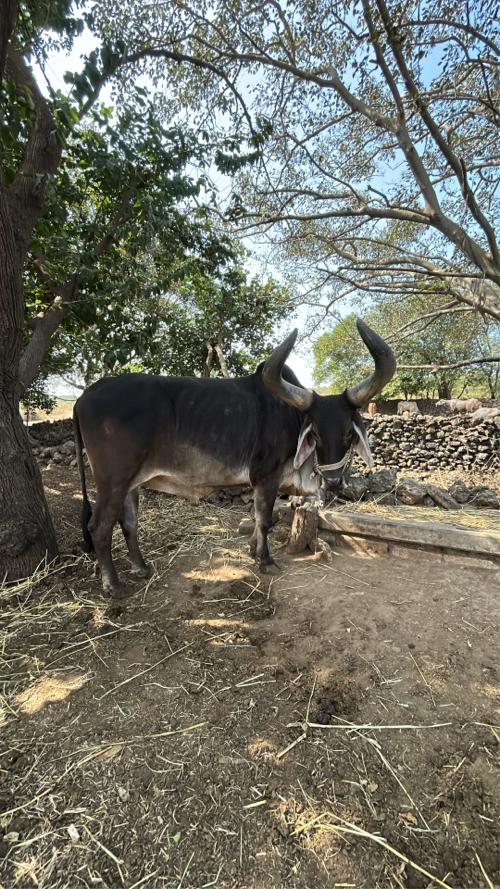 थंबनेल 3