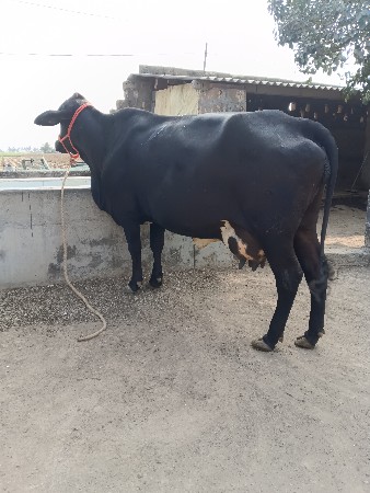 ગીર ક્રોસ ગાય દેવાની છે