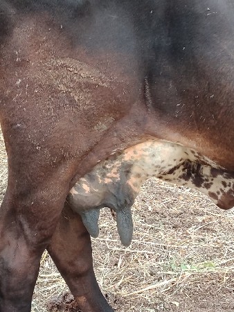 ગાય વેસવાની છે