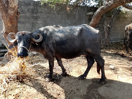 थंबनेल 3