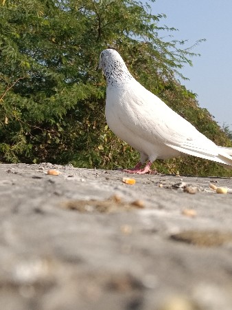 થંબનેલ 2