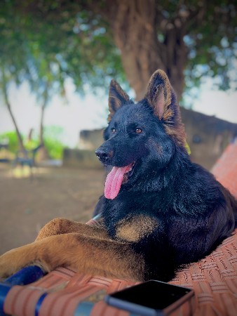 જર્મન શેફર્ડ ફીમેલ વેશવાની છે