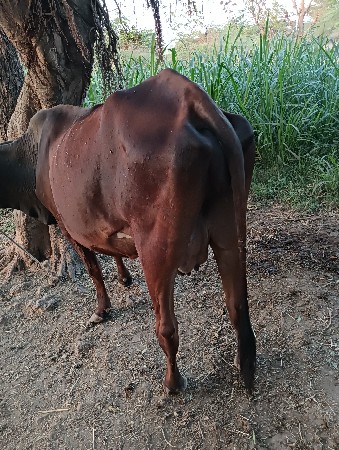 थंबनेल 3