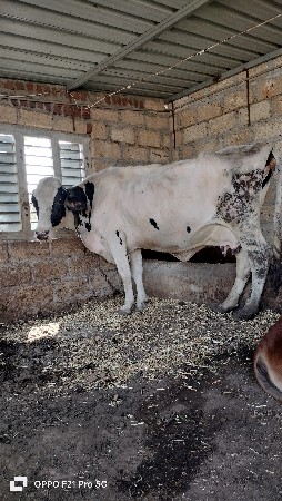 H f ગાય ફ્રી માં આપવાની છે