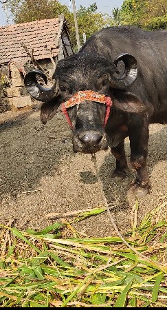 વેચવાની છે જેને લેવો એ કોલ કરે