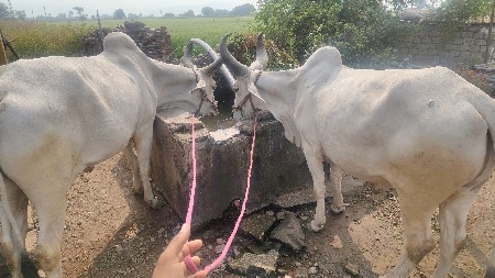 थंबनेल 5