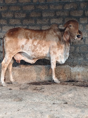 ગીર હોડકી વેચવાની છે